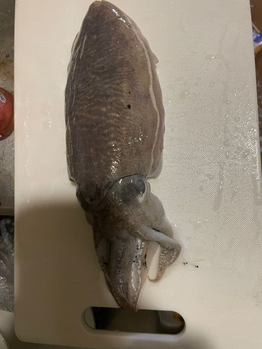 コウイカの釣果