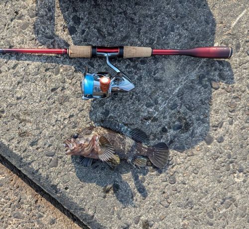 クロソイの釣果