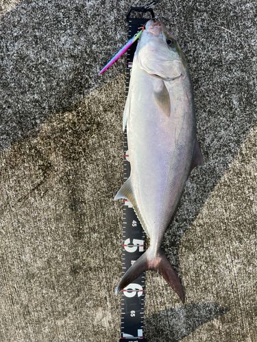カンパチの釣果