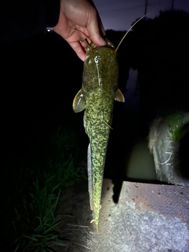 ナマズの釣果