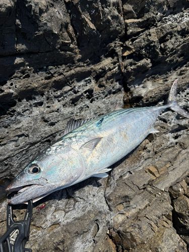 ハガツオの釣果