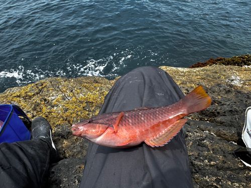 ベラの釣果