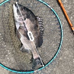 クロダイ