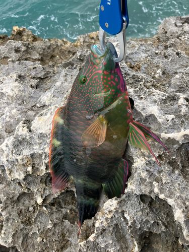 釣果