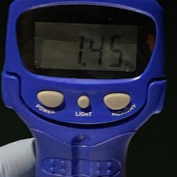 アオリイカ