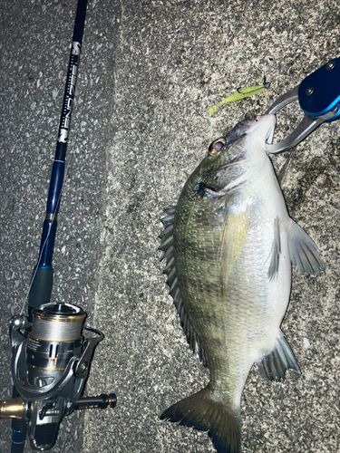 ミナミクロダイの釣果