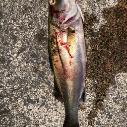 マダカ（マルスズキ）