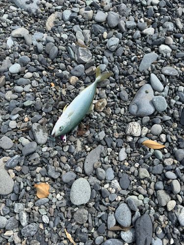 ワカシの釣果