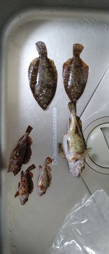 カサゴの釣果