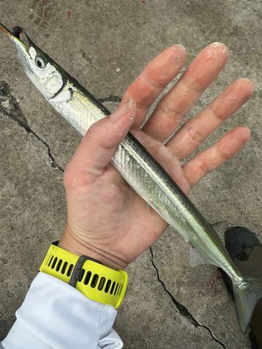 サヨリの釣果
