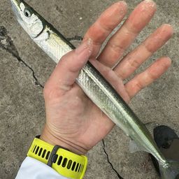 サヨリ