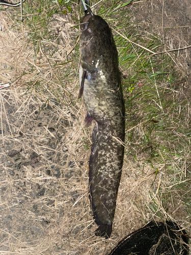 マナマズの釣果