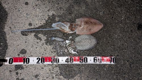 シリヤケイカの釣果