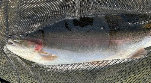 ニジマスの釣果