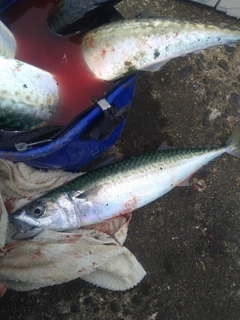 マサバの釣果