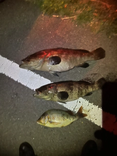 クエの釣果
