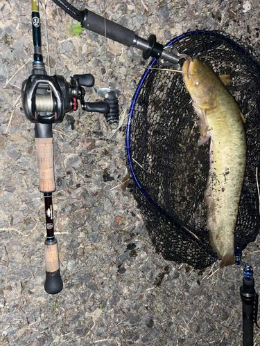 マナマズの釣果