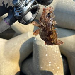 カサゴ
