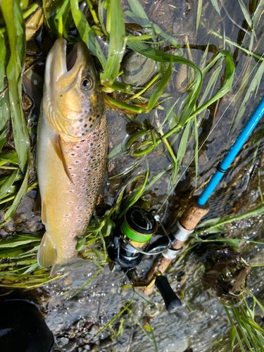 ブラウントラウトの釣果