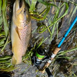 ブラウントラウト