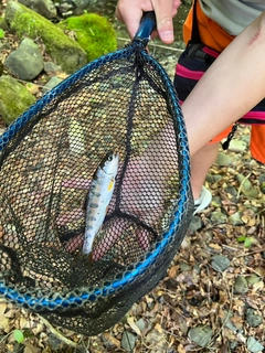 アマゴの釣果