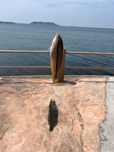 キュウセンの釣果