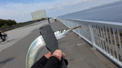 サヨリの釣果