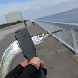 サヨリ