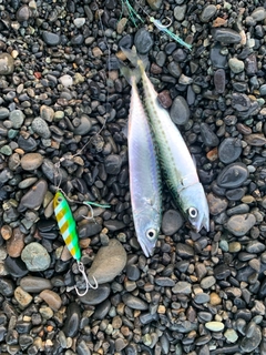 マサバの釣果
