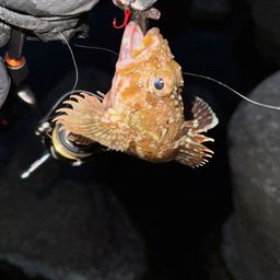 カサゴ
