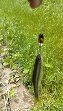 カワムツの釣果