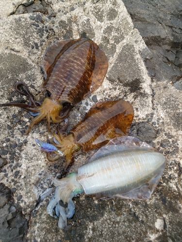 アオリイカの釣果