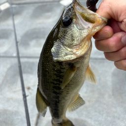 ラージマウスバス