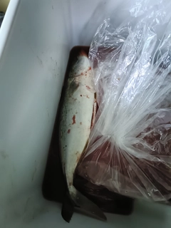 ハマチの釣果