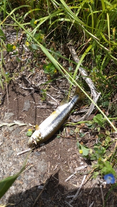 カワムツの釣果