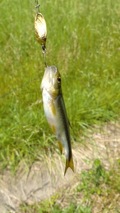 カワムツの釣果