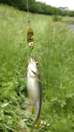 カワムツの釣果