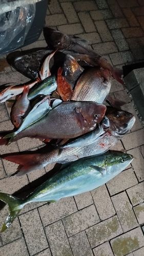 マダイの釣果