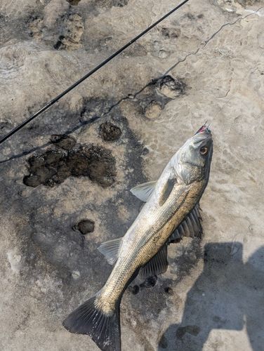 スズキの釣果