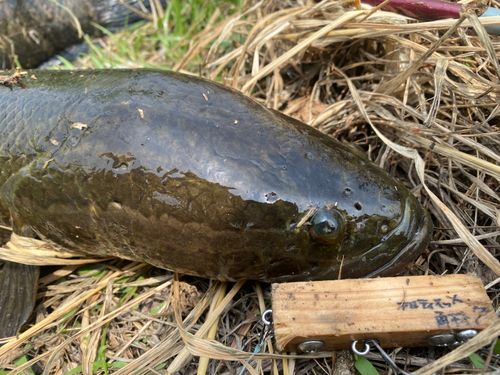 ライギョの釣果