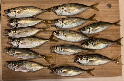 マアジの釣果