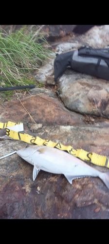 カンパチの釣果