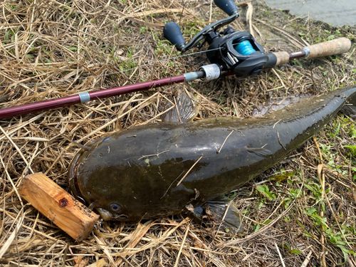 ナマズの釣果