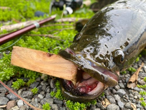 ライギョの釣果