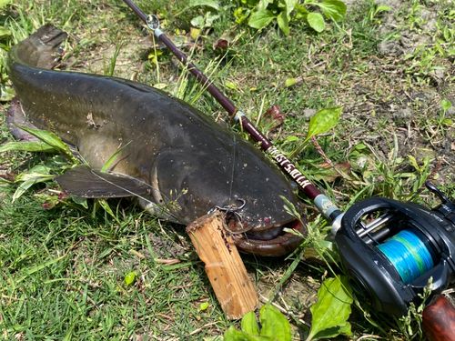 ナマズの釣果