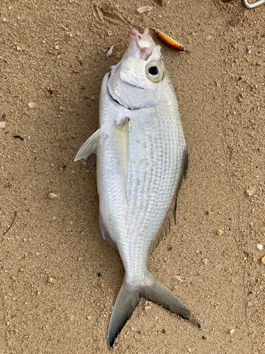 ミナミクロサギの釣果