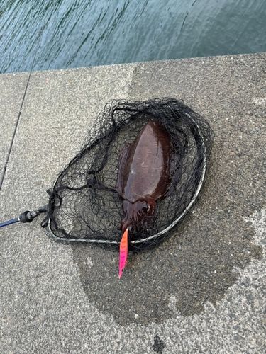 コウイカの釣果