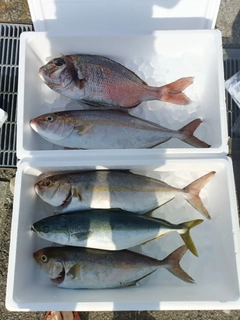 タイの釣果