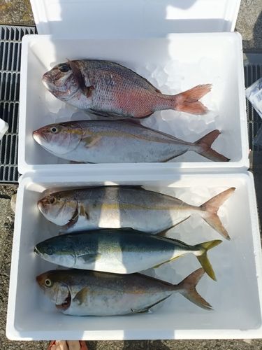 タイの釣果