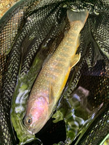 ニッコウイワナの釣果